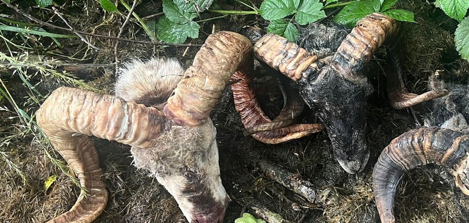 Drei abgeschnittene Schafsköpfe liegen nebeneinander auf dem Waldboden.
