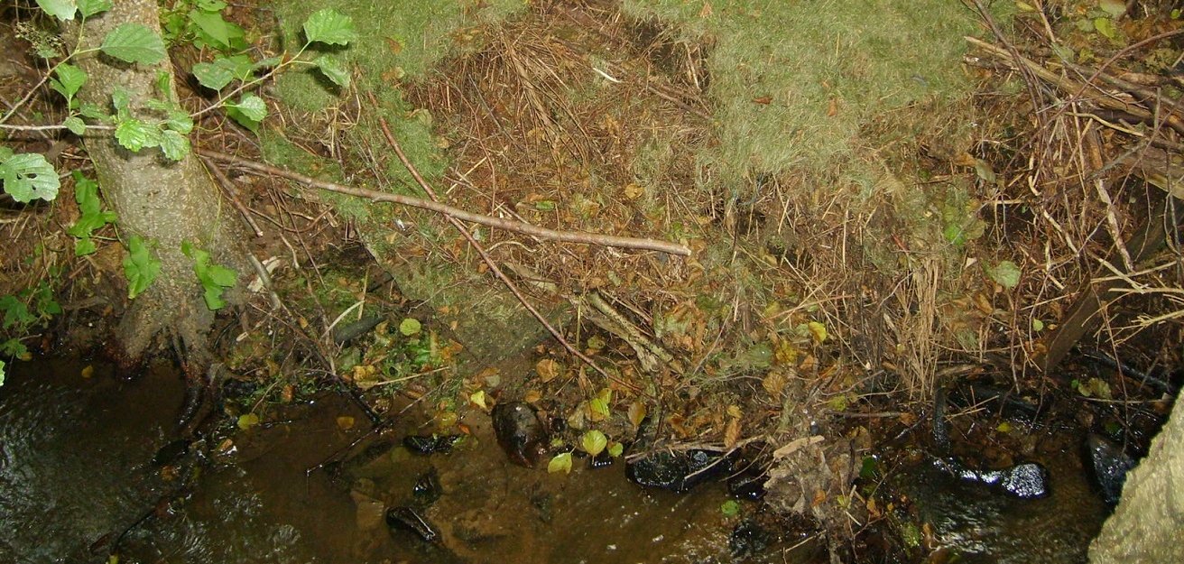 Rasenschnitt liegt an einem Bachlauf.