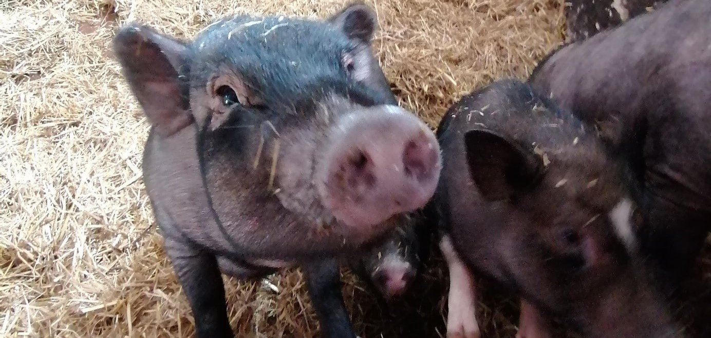Zwei Minischweine klettern an ihrem Gehege hoch und schauen in die Kamera.
