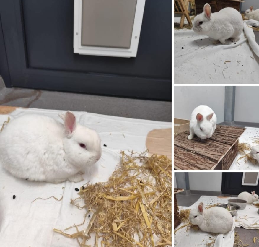 Vier weiße Zwergkaninchen im Tierheim in Ransbach-Baumbach.