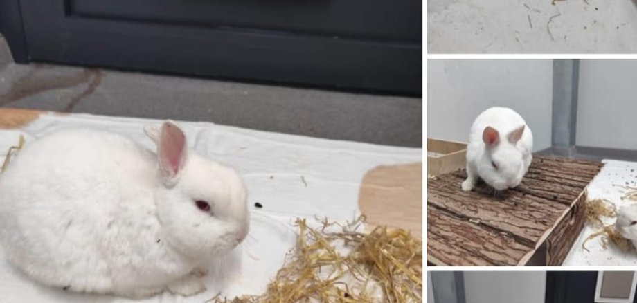 Vier weiße Zwergkaninchen im Tierheim in Ransbach-Baumbach.
