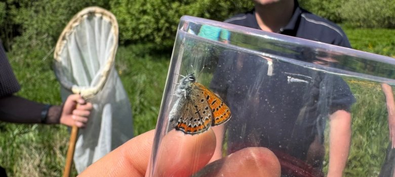 In einem Lupenglas sitzt am Rand ein Blauschillernder Feuerfalter, der orange Flügel hat.