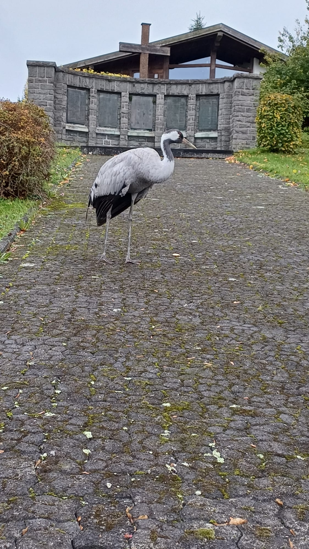 Ein Kranich steht vor dem Denkmal in Müschenbach.