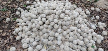 Ein großer Haufen grauer Meisenknödel liegt im Wald.