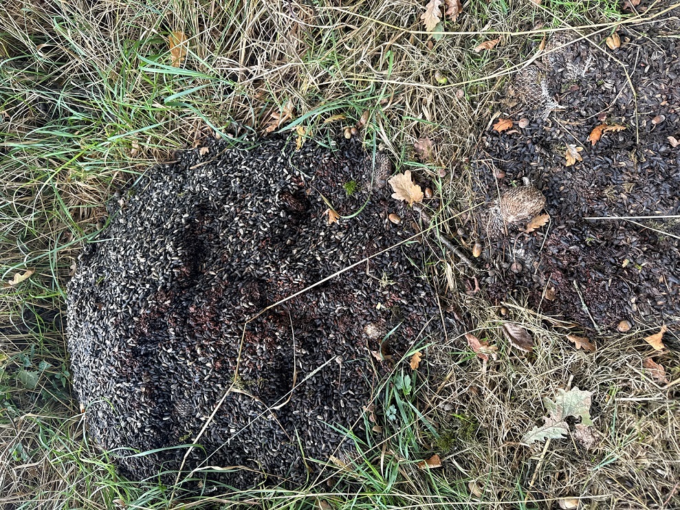Ein Haufen Vogelfutter und einige Meisenknödel liegen im Wald.