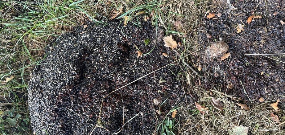 Ein Haufen Vogelfutter und einige Meisenknödel liegen im Wald.