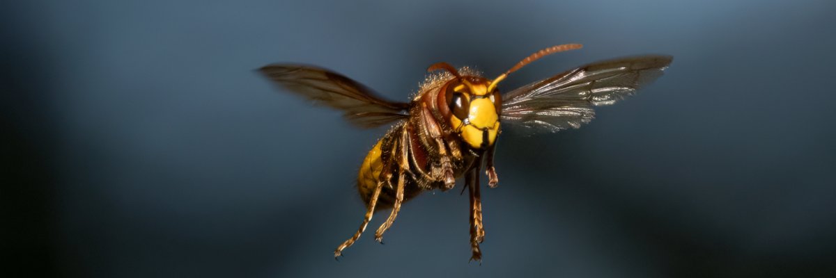 Eine Europäische Hornisse (Vespa crabro) im Flug.