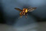 Eine Europäische Hornisse (Vespa crabro) im Flug.