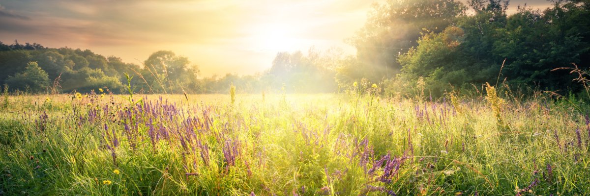 Über einer bunten Sommerwiese steht die Sonne.