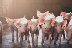 Kleine Schweine schauen in die Kamera.