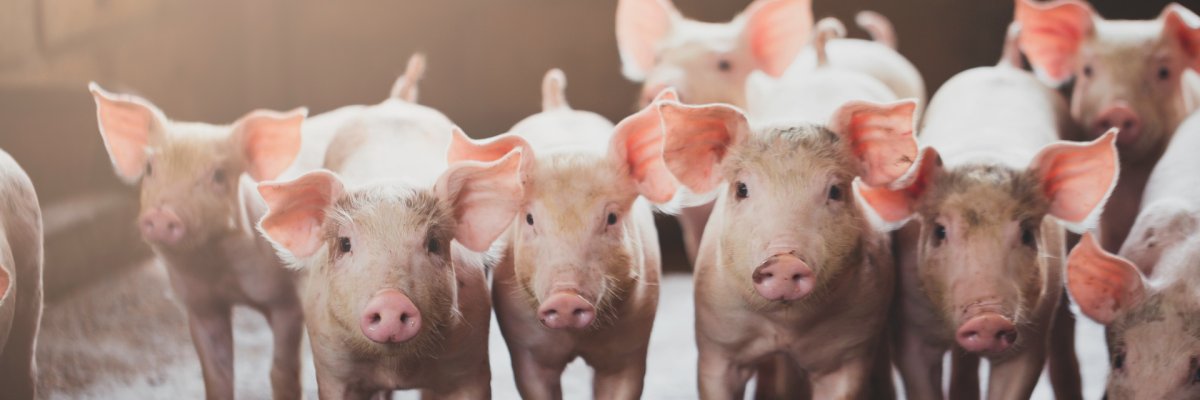 Kleine Schweine schauen in die Kamera.