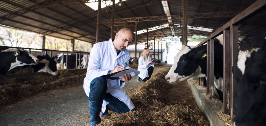 Ein Tierarzt überprüft den Gesundheitszustand von Rindern auf einem Bauernhof.