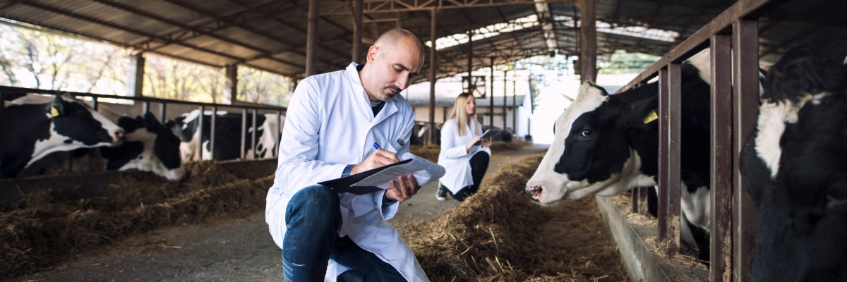 Ein Tierarzt überprüft den Gesundheitszustand von Rindern auf einem Bauernhof.