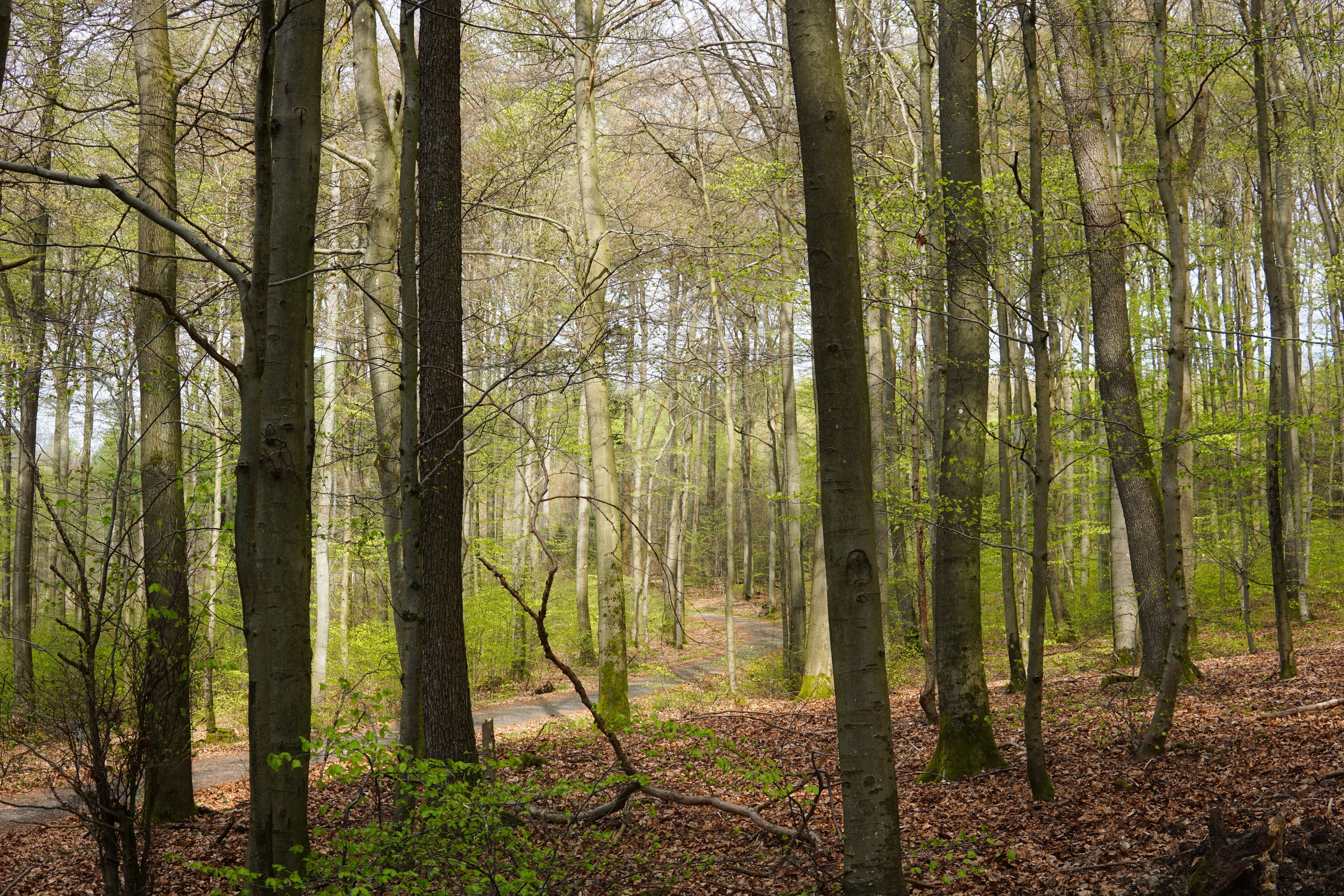 einen Laubwald mit blattbedecktem Waldboden.
