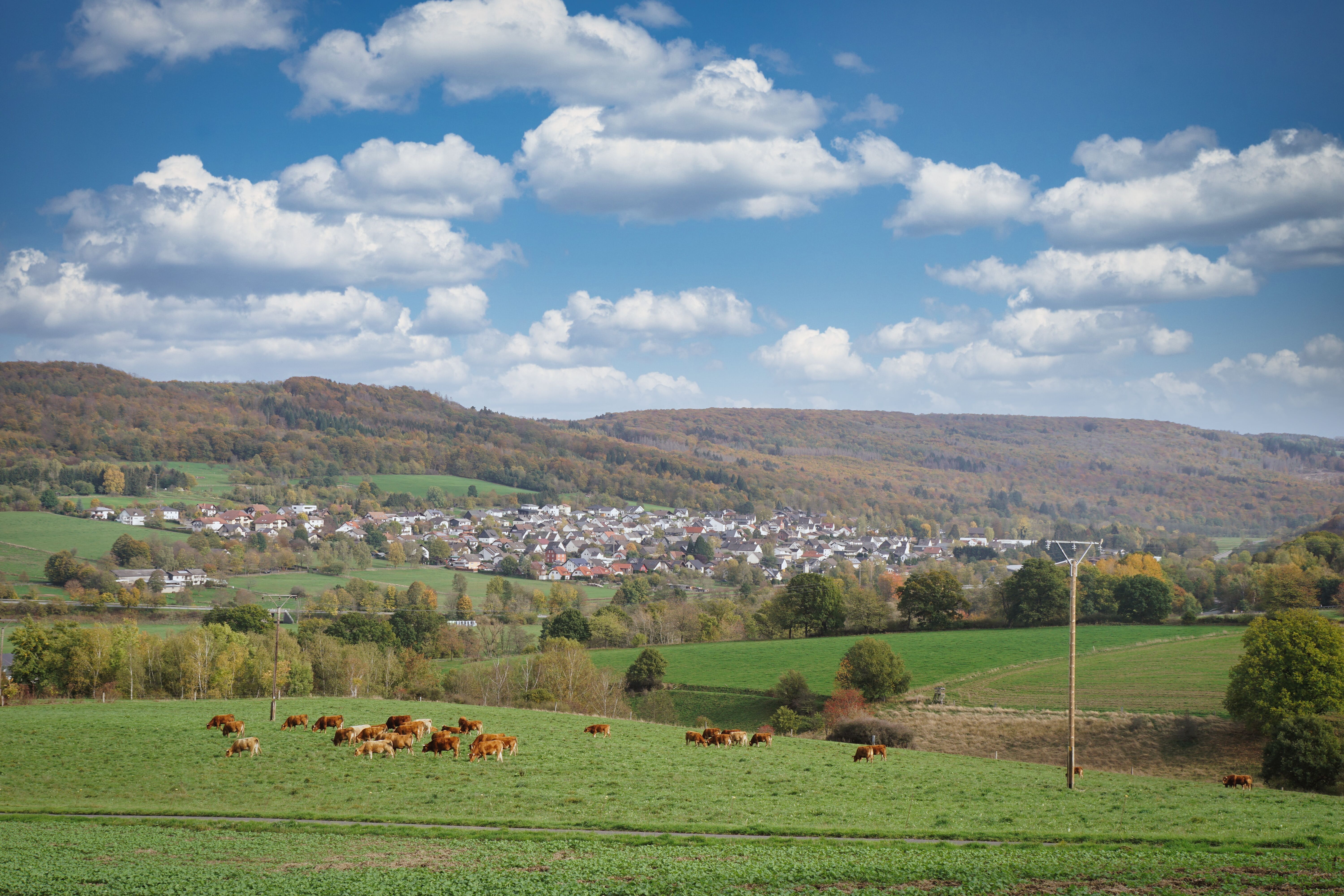 im Vordergrund eine Kuhherde, dahinter ein Dorf vor einem Wald.