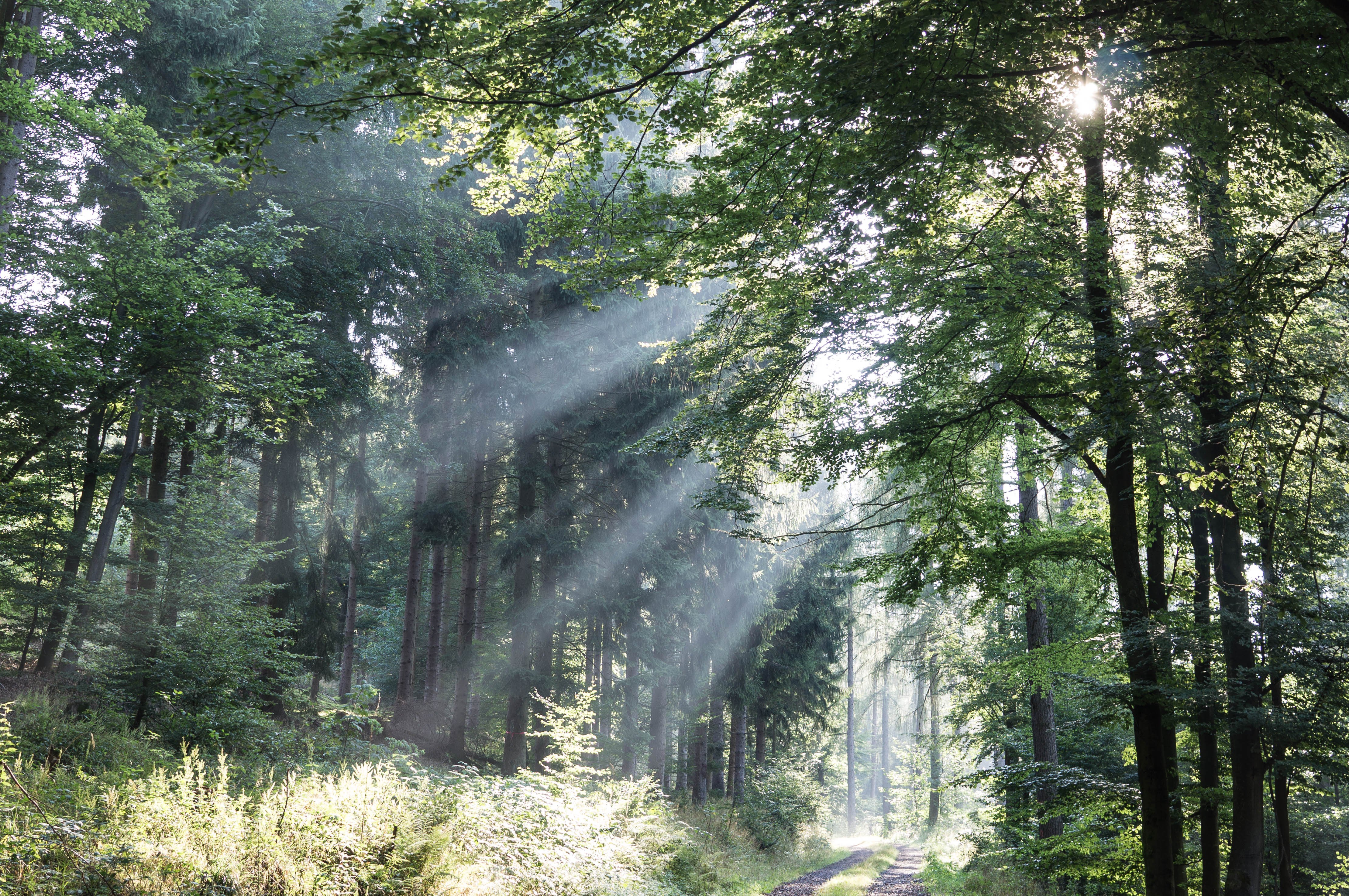 Lichtstrahlen, die durch die Kronen der Bäume eines sommerliches Waldes brechen.