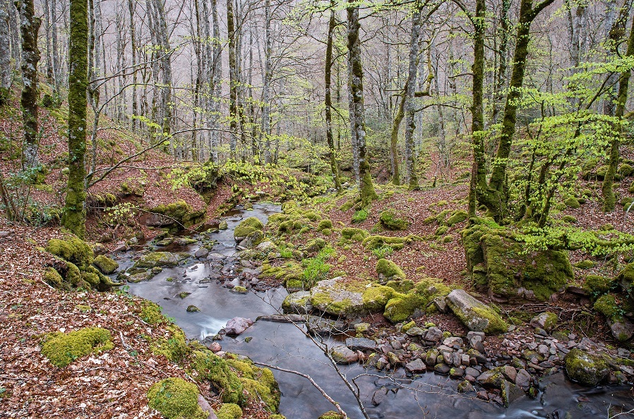 Spring stream in the forest Ein Fluss fließt durch einen Wald.