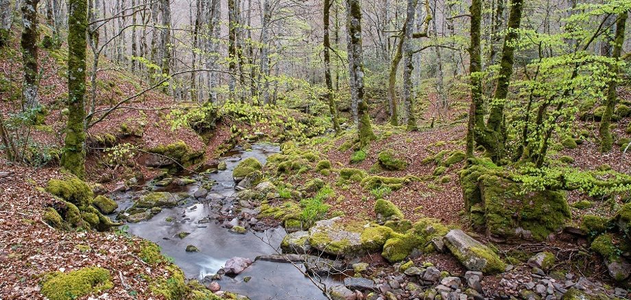 Spring stream in the forest Ein Fluss fließt durch einen Wald.