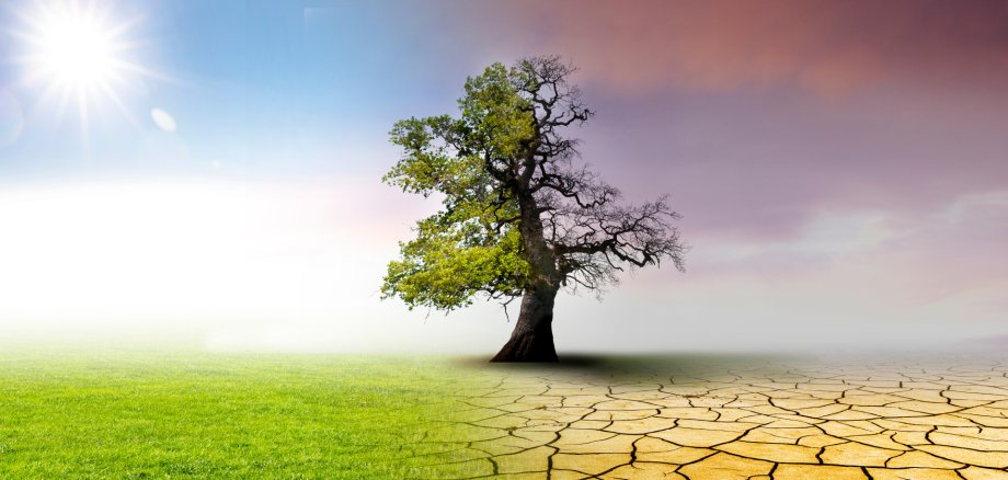 Landschaft mit ausgetrockneter Erde auf der einen Seite und Wiese und Eichenbaum auf der anderen.