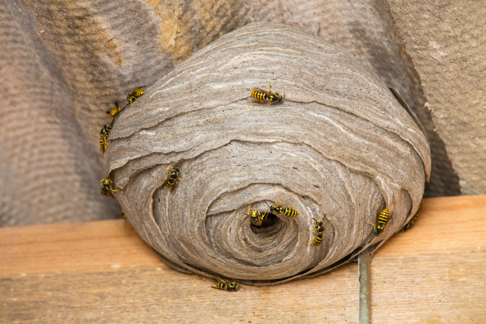 Auf einem Wespennest krabbeln Wespen.
