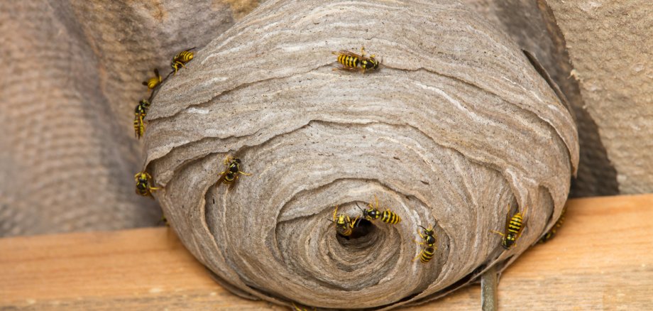 Auf einem Wespennest krabbeln Wespen.