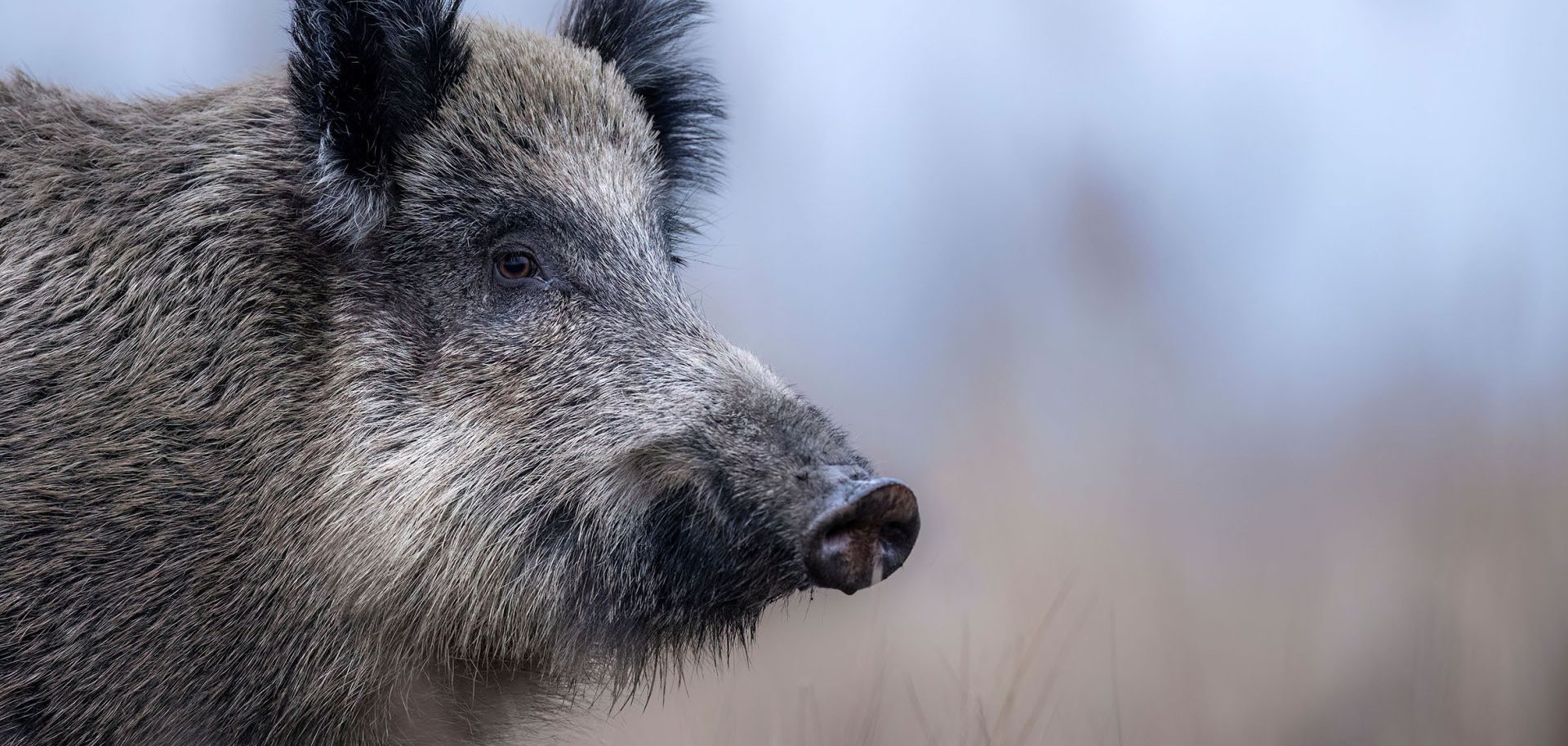 Großaufnahme eines Wildschweins in der Natur