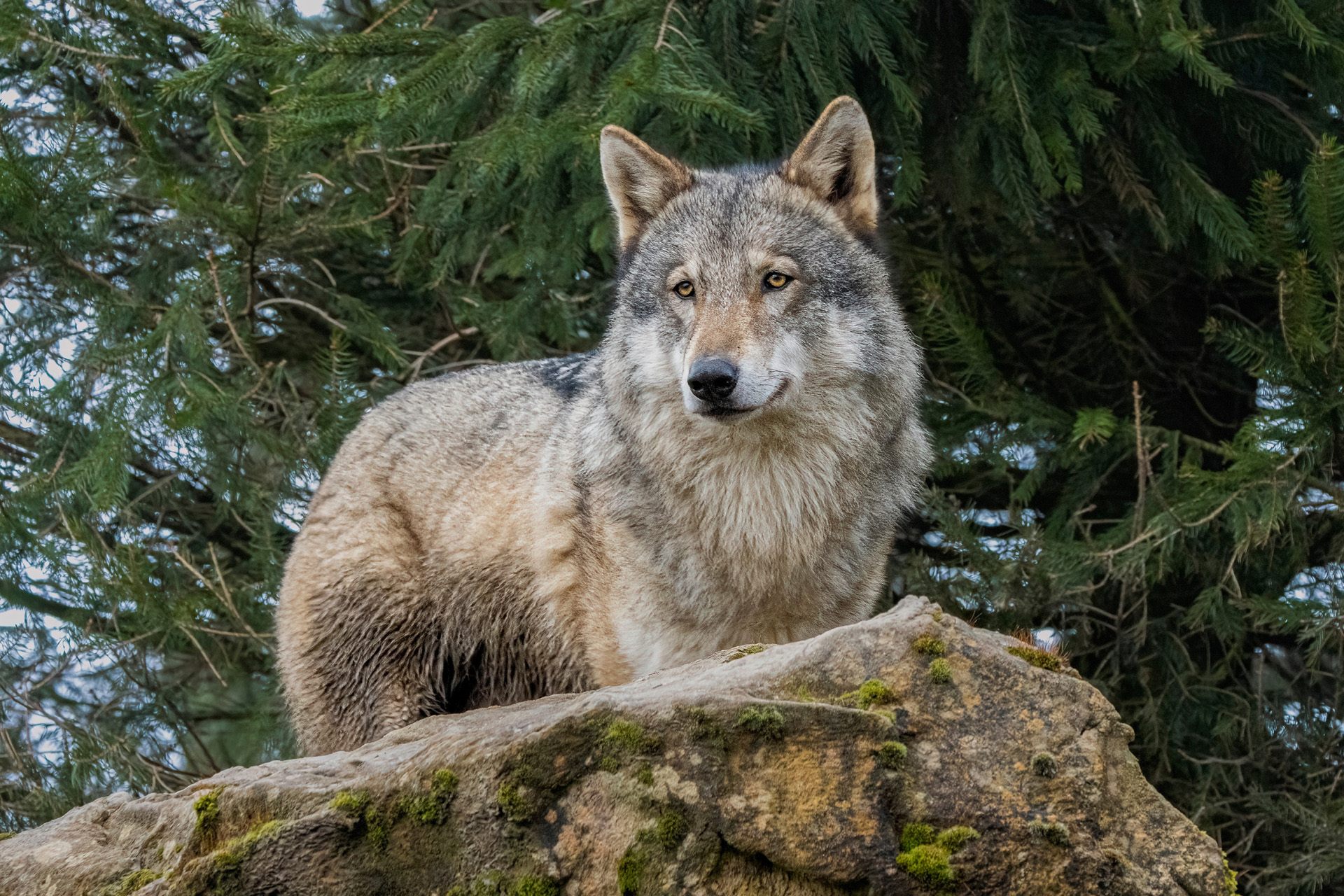 Ein Graufwolf steht vor Bäumen.