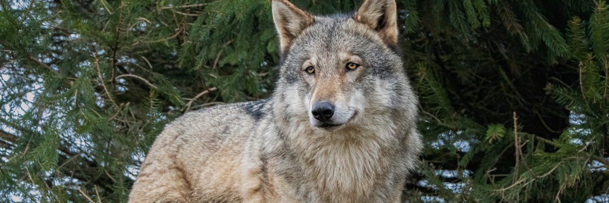 Ein Graufwolf steht vor Bäumen.