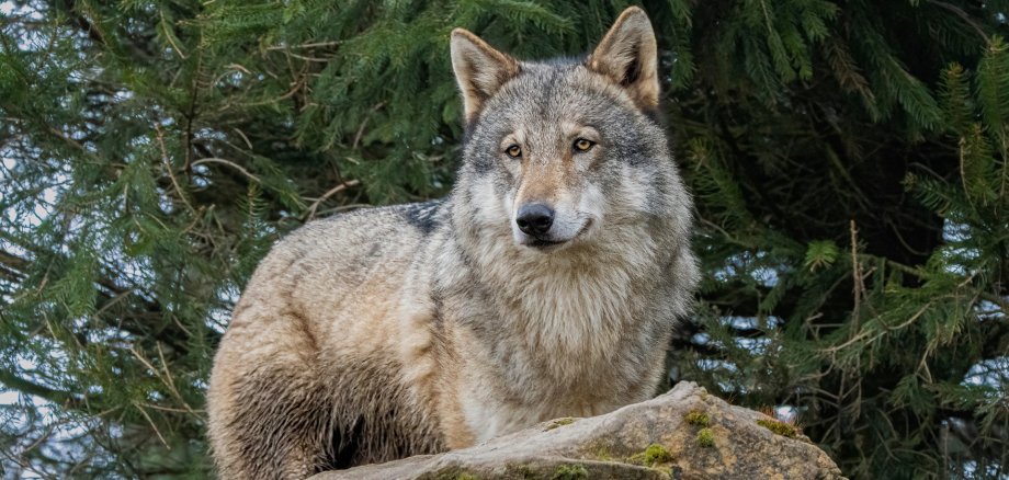 Ein Graufwolf steht vor Bäumen.