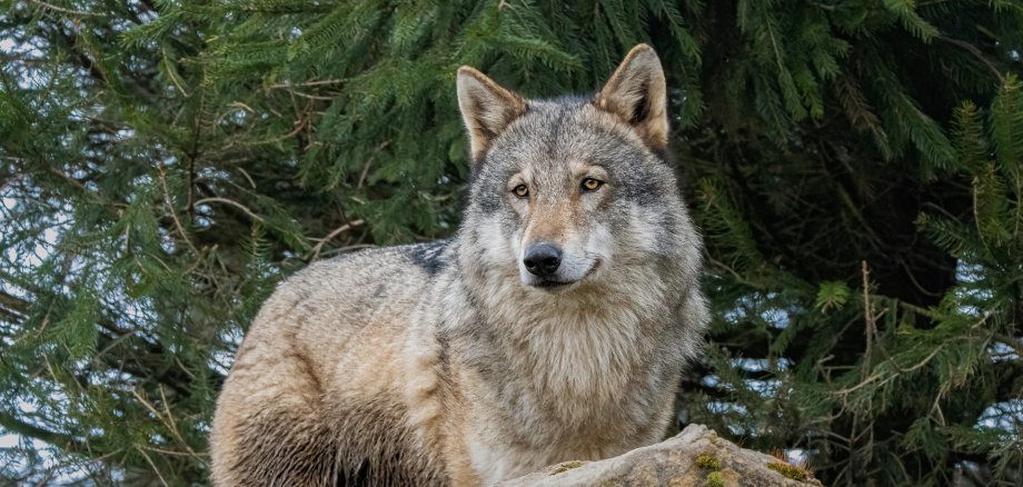 Ein Graufwolf steht vor Bäumen.